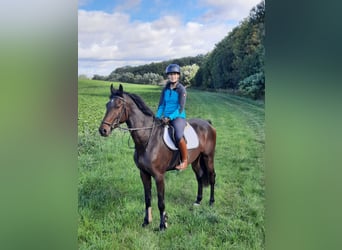 Caballo de deporte alemán, Caballo castrado, 3 años, 165 cm, Morcillo