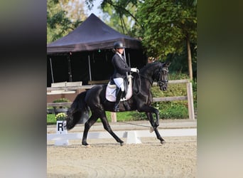 Caballo de deporte alemán, Caballo castrado, 3 años, 165 cm, Negro