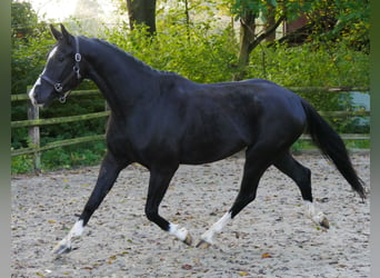 Caballo de deporte alemán, Caballo castrado, 3 años, 165 cm, Negro