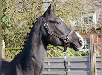 Caballo de deporte alemán, Caballo castrado, 3 años, 165 cm, Negro