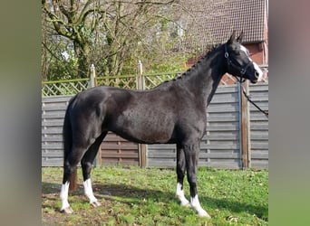 Caballo de deporte alemán, Caballo castrado, 3 años, 165 cm, Negro