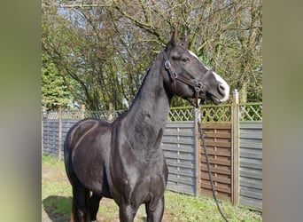 Caballo de deporte alemán, Caballo castrado, 3 años, 165 cm, Negro