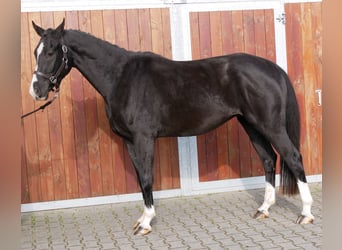 Caballo de deporte alemán, Caballo castrado, 3 años, 165 cm, Negro