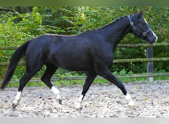 Caballo de deporte alemán, Caballo castrado, 3 años, 165 cm, Negro