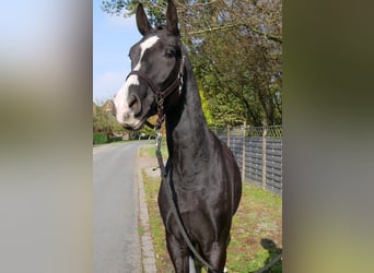 Caballo de deporte alemán, Caballo castrado, 3 años, 165 cm, Negro