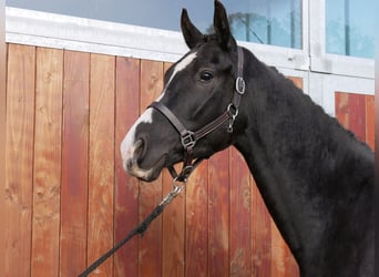 Caballo de deporte alemán, Caballo castrado, 3 años, 165 cm, Negro