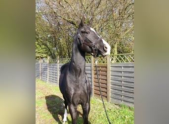 Caballo de deporte alemán, Caballo castrado, 3 años, 165 cm, Negro