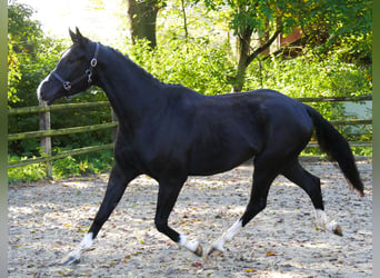 Caballo de deporte alemán, Caballo castrado, 3 años, 165 cm, Negro