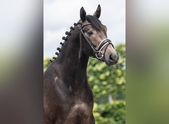 Caballo de deporte alemán, Caballo castrado, 3 años, 165 cm, Tordillo negro