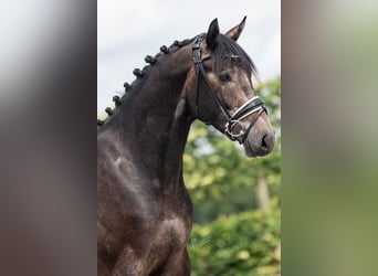 Caballo de deporte alemán, Caballo castrado, 3 años, 165 cm, Tordillo negro