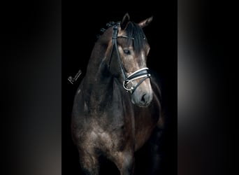 Caballo de deporte alemán, Caballo castrado, 3 años, 165 cm, Tordillo negro