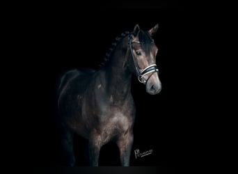 Caballo de deporte alemán, Caballo castrado, 3 años, 165 cm, Tordillo negro