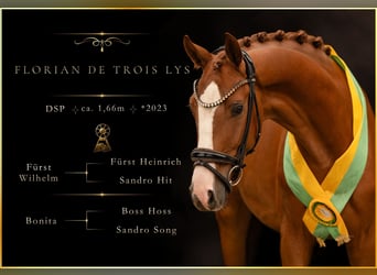 Caballo de deporte alemán, Caballo castrado, 3 años, 166 cm, Alazán