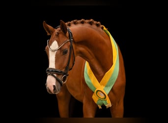 Caballo de deporte alemán, Caballo castrado, 3 años, 166 cm, Alazán