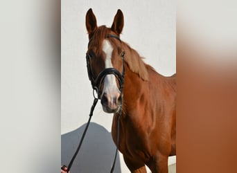 Caballo de deporte alemán, Caballo castrado, 3 años, 166 cm, Alazán-tostado