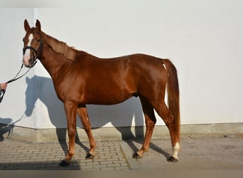 Caballo de deporte alemán, Caballo castrado, 3 años, 166 cm, Alazán-tostado