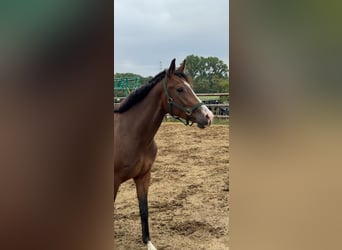 Caballo de deporte alemán, Caballo castrado, 3 años, 166 cm, Castaño