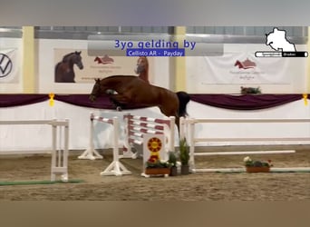 Caballo de deporte alemán, Caballo castrado, 3 años, 166 cm, Castaño
