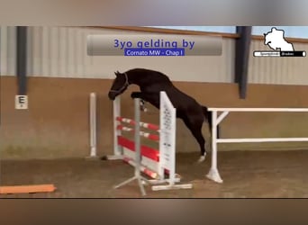 Caballo de deporte alemán, Caballo castrado, 3 años, 166 cm, Castaño oscuro