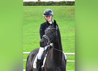 Caballo de deporte alemán, Caballo castrado, 3 años, 166 cm, Negro