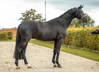 Caballo de deporte alemán, Caballo castrado, 3 años, 166 cm, Negro