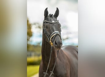 Caballo de deporte alemán, Caballo castrado, 3 años, 166 cm, Negro