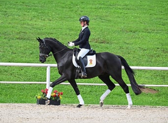Caballo de deporte alemán, Caballo castrado, 3 años, 166 cm, Negro