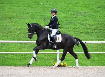 Caballo de deporte alemán, Caballo castrado, 3 años, 166 cm, Negro