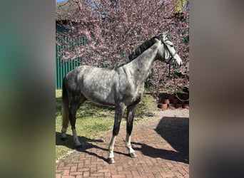 Caballo de deporte alemán, Caballo castrado, 3 años, 166 cm, Tordo