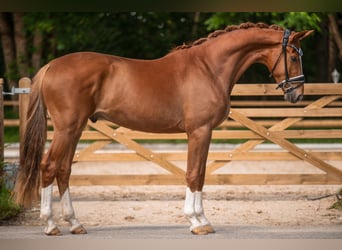 Caballo de deporte alemán, Caballo castrado, 3 años, 167 cm, Alazán