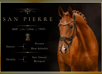Caballo de deporte alemán, Caballo castrado, 3 años, 167 cm, Alazán