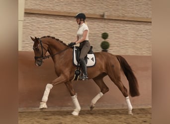 Caballo de deporte alemán, Caballo castrado, 3 años, 167 cm, Alazán