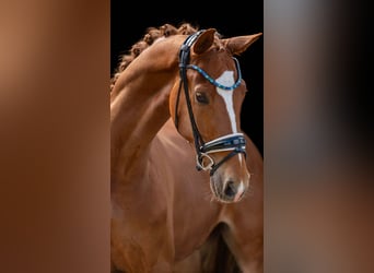 Caballo de deporte alemán, Caballo castrado, 3 años, 167 cm, Alazán