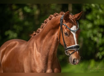 Caballo de deporte alemán, Caballo castrado, 3 años, 167 cm, Alazán