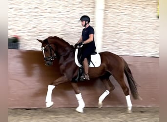 Caballo de deporte alemán, Caballo castrado, 3 años, 167 cm, Alazán