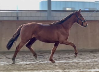 Caballo de deporte alemán, Caballo castrado, 3 años, 167 cm, Alazán