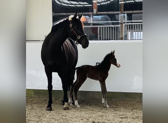 Caballo de deporte alemán, Caballo castrado, 3 años, 167 cm, Castaño