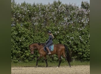 Caballo de deporte alemán, Caballo castrado, 3 años, 167 cm, Castaño