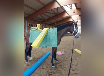 Caballo de deporte alemán, Caballo castrado, 3 años, 167 cm, Castaño