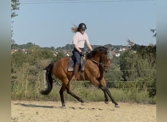 Caballo de deporte alemán, Caballo castrado, 3 años, 167 cm, Castaño