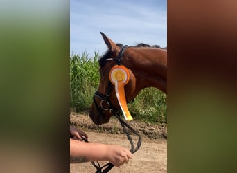 Caballo de deporte alemán, Caballo castrado, 3 años, 167 cm, Castaño