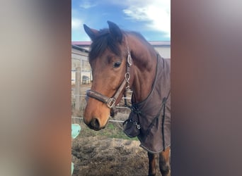 Caballo de deporte alemán, Caballo castrado, 3 años, 167 cm, Castaño