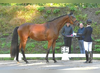 Caballo de deporte alemán, Caballo castrado, 3 años, 167 cm, Castaño