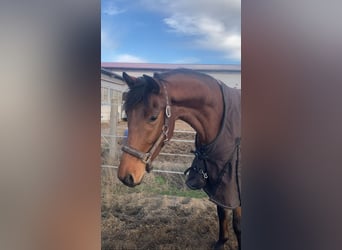 Caballo de deporte alemán, Caballo castrado, 3 años, 167 cm, Castaño