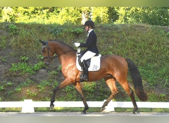 Caballo de deporte alemán, Caballo castrado, 3 años, 167 cm, Castaño