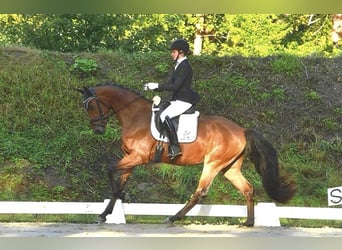 Caballo de deporte alemán, Caballo castrado, 3 años, 167 cm, Castaño