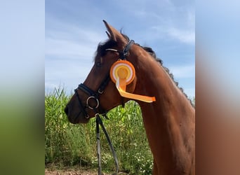 Caballo de deporte alemán, Caballo castrado, 3 años, 167 cm, Castaño