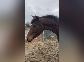 Caballo de deporte alemán, Caballo castrado, 3 años, 167 cm, Castaño