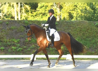 Caballo de deporte alemán, Caballo castrado, 3 años, 167 cm, Castaño