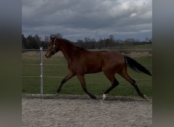 Caballo de deporte alemán, Caballo castrado, 3 años, 167 cm, Castaño